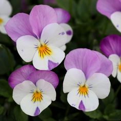 purple and white pansies with yellow center