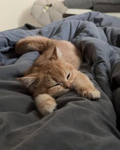 an orange cat laying on top of a bed covered in blue sheets and blankets with his head resting on the pillow