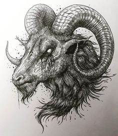 an ink drawing of a ram with long horns