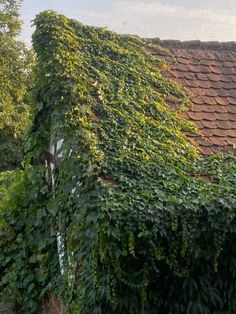 a house covered in vines and ivys on the side of it's roof