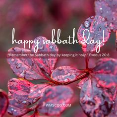 purple leaves with water drops on them and the words happy sabath day