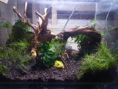 an aquarium filled with plants and rocks