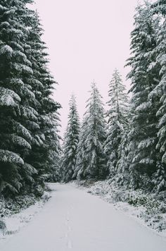 a snow covered road surrounded by tall pine trees