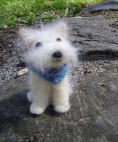 a small white dog with a blue scarf on it's neck sitting on the ground