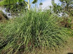 some very pretty green plants in the grass