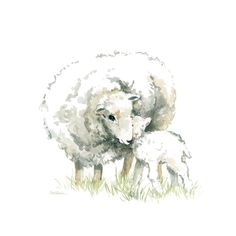 Sheep And Lamb Poster Print by Carol Robinson Image 1 Sheep Drawing, Sheep Wall Art, Sheep Paintings, Sheep Art, Sheep And Lamb, Oita, Arte Animal, Watercolor Animals, Animal Paintings