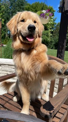 a golden retriever sitting on a wooden chair with its paws up and pawing at the camera