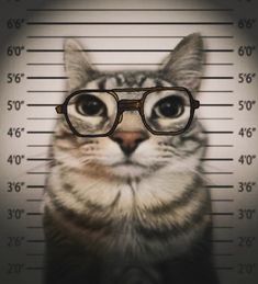 a cat with glasses on its face behind a muggy mugshots wallpaper