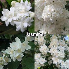 white flowers with green leaves and the words jasmine