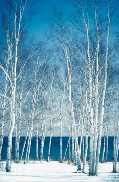 snow covered trees line the shore of a lake