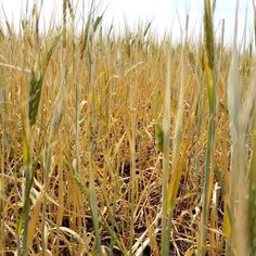 an image of a field that is ready to be harvested for the next cropping season