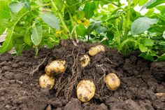 potatoes are growing in the soil with green plants behind them and dirt on the ground