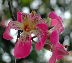 a pink flower with white and yellow stamens