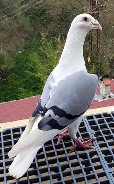 a pigeon sitting on top of a metal grate