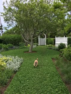 a dog is walking through the grass in front of a tree and white fenced area