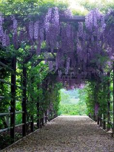 an archway with purple flowers growing over it