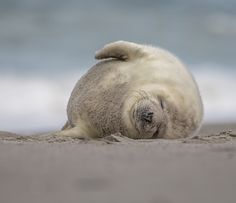 a baby seal laying on the beach with its head under it's back and eyes closed