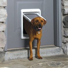 a brown dog standing in front of a gray door