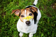 a brown and white dog with a yellow flower in its mouth looking up at the camera