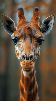 a giraffe is looking at the camera with an intense look on its face