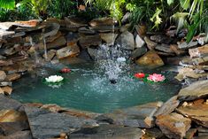 two water lilies are in the pond surrounded by rocks and greenery, while another one is on the other side of the pond