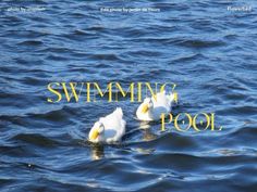 two white ducks swimming in the water with words swimming pool on it's side