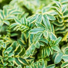 close up view of green leaves on top of each other