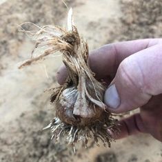 a hand is holding up a dead plant with dirt on the ground in the background