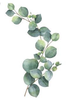 watercolor eucalyptus branch with green leaves on white background