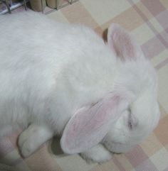 a white rabbit is sleeping on a checkered table cloth with its head in the air