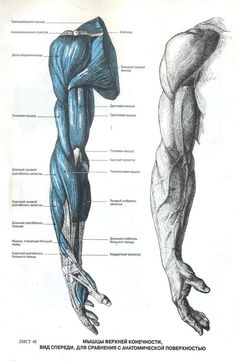 the muscles are labeled in this diagram