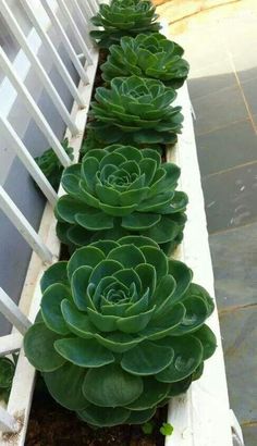 a row of succulents growing in a window sill