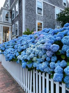 blue flowers are growing on the side of a white picket fence in front of a house