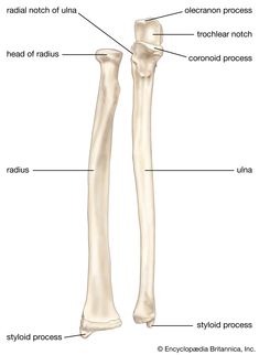 the bones of the lower limbs and upper limbs are labeled in this diagram with labels