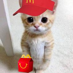 a cat with a mcdonald's hat on its head