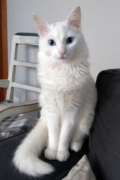 a white cat sitting on top of a black couch