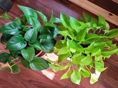 two potted plants sitting on top of a wooden table