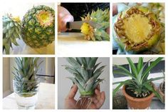 the pineapples are being displayed in pictures on the cell phone, and there is no image here