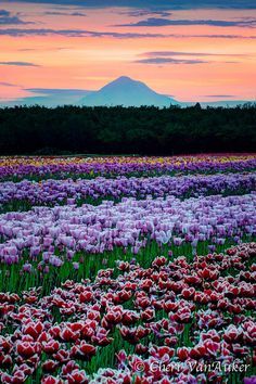 a field full of purple and red flowers under a pink sky with a mountain in the background