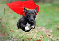 a black and white dog is running in the grass with a red umbrella on its head