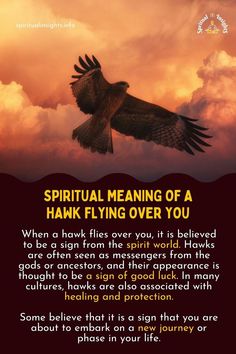 Spiritual Meaning of a Hawk Flying Over You Hawk Meaning, Hawk Symbolism, Hawk Spirit Animal, Hawk Flying, Bird Meaning, Spirit Animal Meaning, Animal Meanings, Spirit Signs, Spirit Animal Totem