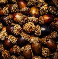 many different types of acorns are piled together on top of eachother