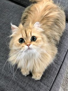 a fluffy cat sitting on top of a couch