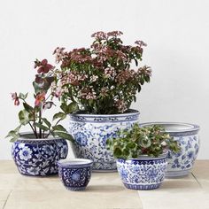 four blue and white planters with flowers in them on a tile floor next to a wall