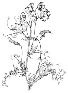 a black and white drawing of some flowers