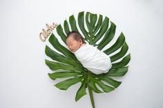 a newborn baby wrapped in a white wrap is surrounded by large green leaves and the word welcome