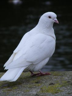 a white bird sitting on top of a rock