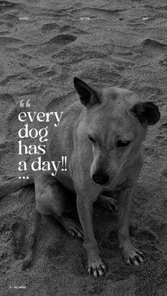 a dog sitting in the sand with a quote on it's side that says, every dog has a day