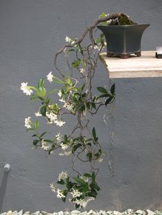 a potted plant with white flowers hanging from it's side on a ledge