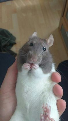 a person holding a small rodent in their hand